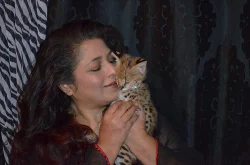 Serval Savannah F1 Carcal koťata na prodej